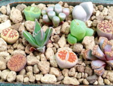 Buzçiçeğigiller familyasından birkaç bitki Aizoaceae - Buzçiçeğigiller familyasından bitkiler hakkında