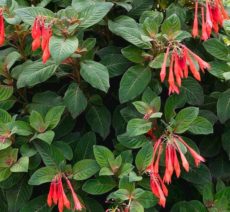 Fuchsia triphylla Arap küpesi, Fuchsia triphylla bitki türü