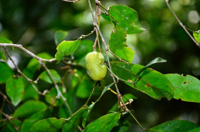 Irvingia gabonensis bitki türü