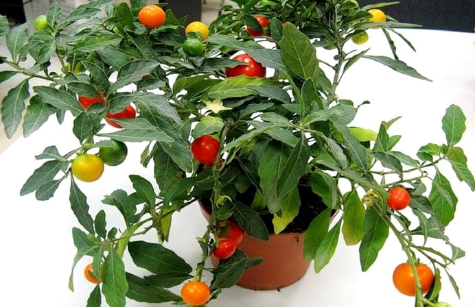 Solanum pseudocapsicum (Kudüs kirazı) bitki türü