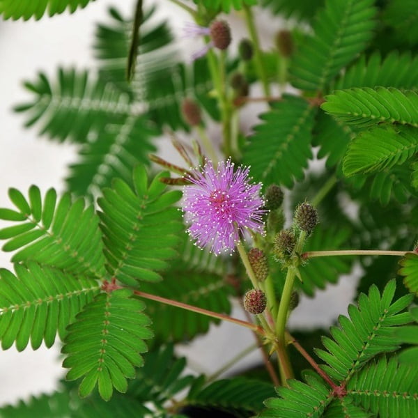 Küstüm otu, Mimosa pudica bitki türü