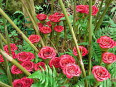Siyam gülü Etlingera türlerinden Siyam gülü, çiçekli hali