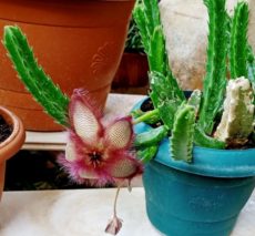 Leş kaktüsü cinsleri ve türleri hakkında genel bilgi