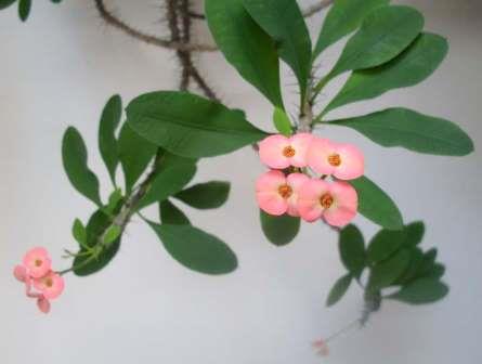 Pembe çiçekli bir E. milii kültivarı çiçeklerinin görünümü