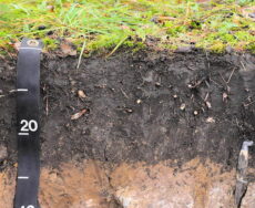 Toprakta humus Humus toprağın bereketini arttıran, bitkilerin çok iyi gelişim sağlamalarını sağlayan organik madde