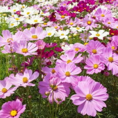 Cosmos bipinnatus (kozmos çiçeği) çiçekli görünümü