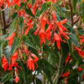 Begonia boliviensis, gelin damat çiçeği