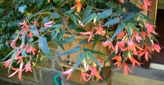 Begonia boliviensis, gelin damat çiçeği sarkıcı zarif dallı, turuncu-kavuniçi çiçekli, yumrulu bir begonya çeşididir.