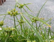 Cyperus eragrostis Cyperus eragrostis çimen benzeri gelişir. İnce şerit yapraklar parlak ve sağlam yapılıdır.
