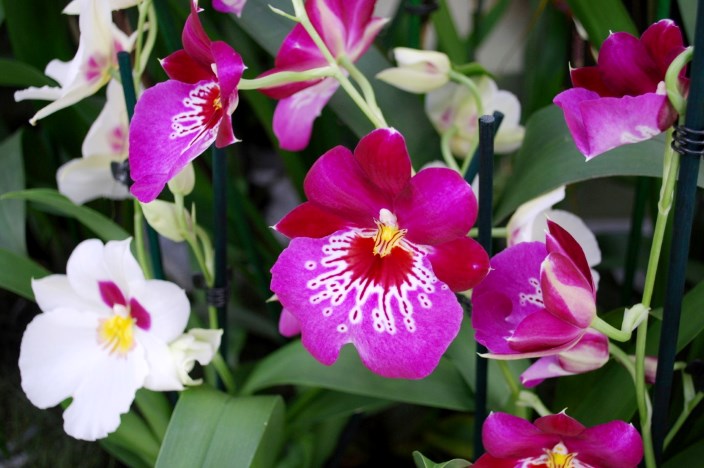 Miltoniopsis hercai orkideler
