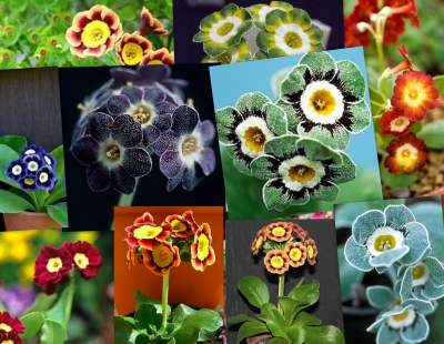 Primula auricula, Garden auriculas ve Show auriculas çeşitlerinden birkaç örnek