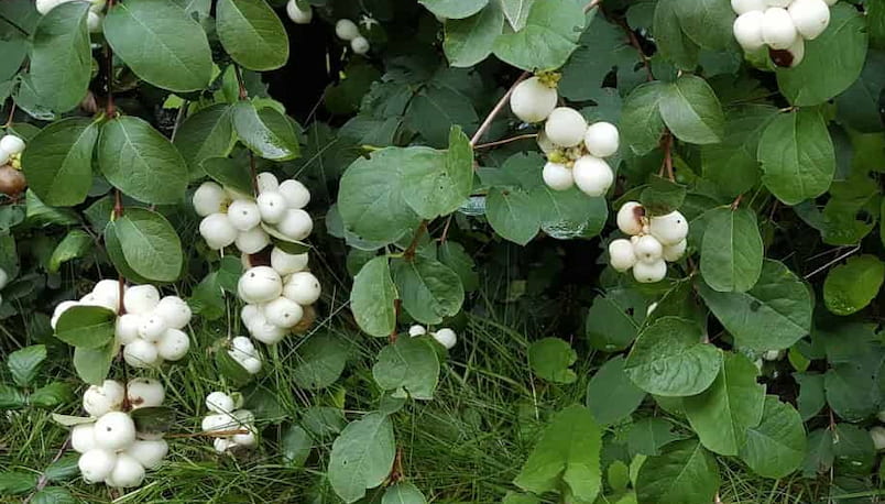 Beyaz meyveleriyle İnci çalısı, Symphoricarpos albus hanımeli bitkisi tarzında, ince dallı, çalı tarzında gelişir.