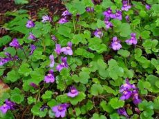 Cymbalaria muralis Cymbalaria muralis, duvar cimcimesi bitki türü
