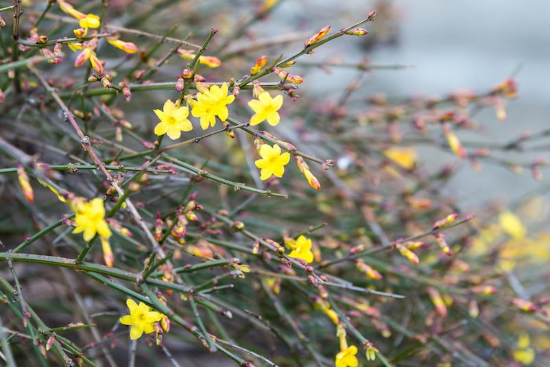 Kış yasemini, Jasminum nudiflorum yasemin türü çiçekli dalları