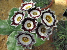 show auricula Primula auricula türünün kültivar ve hibritlerinden, bir show auricula çeşidi