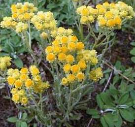 Helichrysum türleri, ölmez altın otu