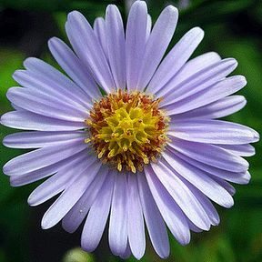 Asteraceae familyasının örnek bitkisi bir aster çiçeğinin içindeki minik gerçek çiçekler.