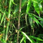 Fargesia robusta türü bambunun dalları ve yaprakları