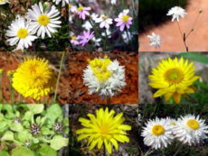 Papatyagiller - Asteraceae bitki familyası