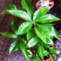 Tradescantia zanonia, aynalı telgraf çiçeği