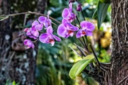 Bitkiler aleminde Orchidaceae (Orkidegiller) familyası