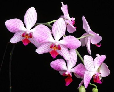 Orchidaceae familyası.. Orkide çiçekleri