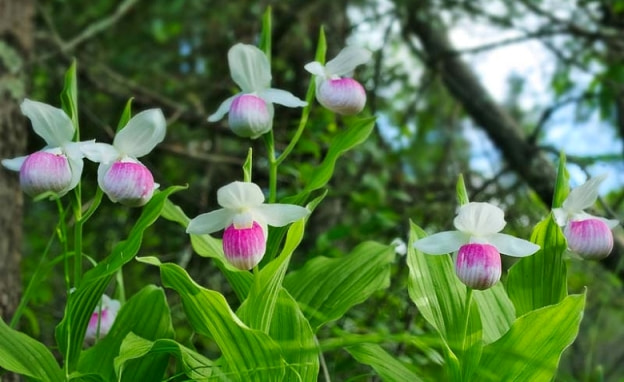 Cypripedioideae grubu orkidelerden Cypripedium reginae
