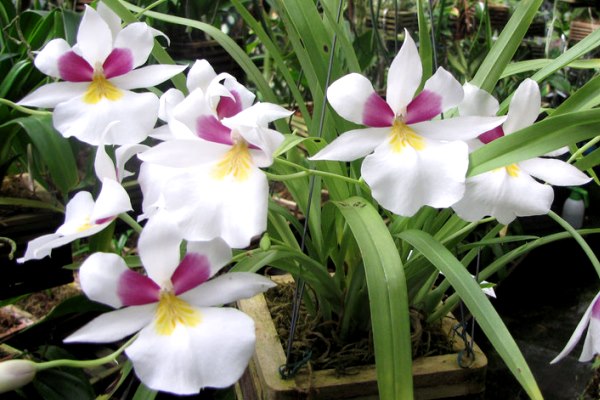 Miltoniopsis roezlii orkide türü
