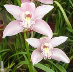 Cymbidieae gurubundan bir orkide çiçeği