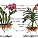 Orkidelerin yapısı