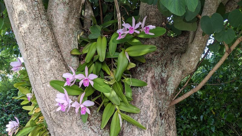 Ağaç üzerinde yaşayan sympodial yapılı, epifitik bir orkide