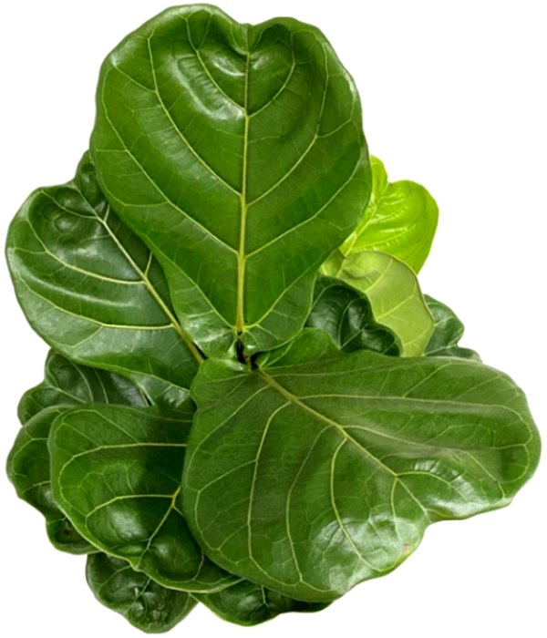 Ficus lyrata salon ofis süs bitkisi
