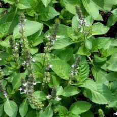 Ocimum tenuiflorum, kutsal fesleğen, tulasi
