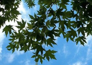 Çınar yaprakları Çınar ağacının dalları ve yaprakları