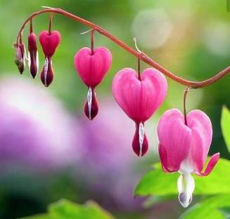 Romantik çiçek ağlayan kalpler