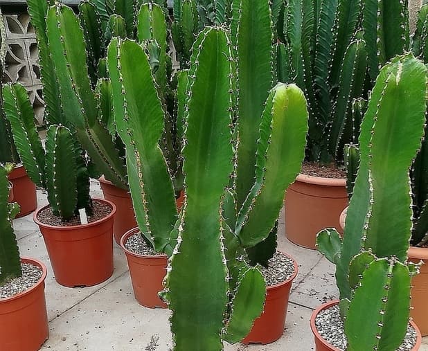 Euphorbia ingens bitki türü