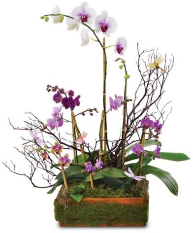 Hediyelik orkideler