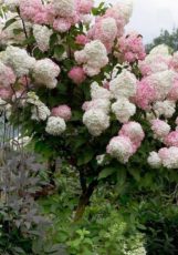 Hydrangea paniculata 'Vanilla Strawberry' - pamuk helva çalısı