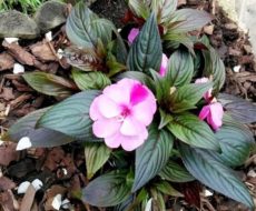 Impatiens hawkeri bitki türü, Yeni Güne çiçeği