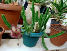 Stapelia gettleffii Leş çiçeği türlerinden Stapelia gettleffii