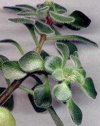 Aichryson laxum yapraklı bir dalı