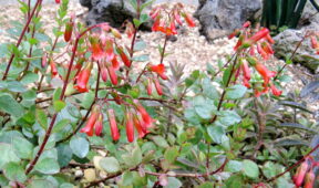 Kalanchoe manginii parlak yaprakları ve kırmızı çiçekleriyle