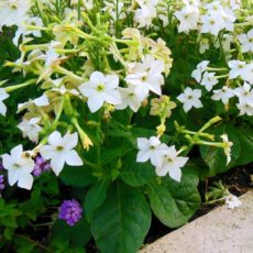 Nicotiana alata Nicotiana alata (tütün yasemini) bahçe süs bitkisi