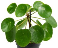 Pilea peperomioides (Çin parası çiçeği) salon bitkisi