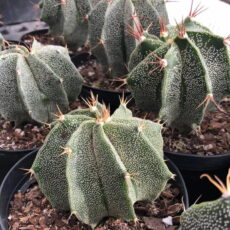 Papaz takkesi kaktüslerinden Papaz takkesi kaktüs türlerinden Astrophytum myriostigma