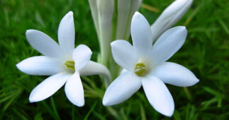 Sümbülteber bitkisinin beyaz çiçekleri