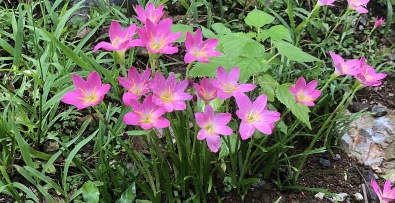 Meltem çiçeği veya zıpçıktı (Zephyranthes) türleri