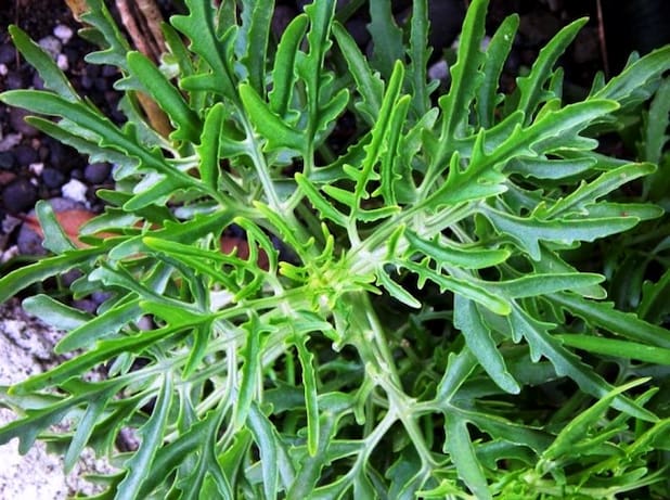 Kalanchoe laciniata, sukulent bitki türü
