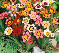 Sparaxis çiçekleri Çeşitli renklerde çiçek açan sparaxis soğanları bir arada yetiştirilmiş