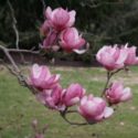 Mor çiçekli Magnolia x soulangeana